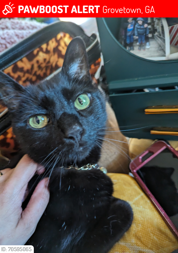 Lost Male Cat last seen Wings & Philly restaurant and Grovetown police station , Grovetown, GA 30813
