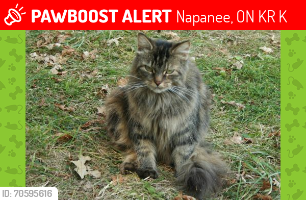 Lost Female Cat last seen Little Creek Road, west of McDonald Crescent, Napanee, ON K7R 3K6