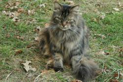 Lost Female Cat last seen Little Creek Road, west of McDonald Crescent, Napanee, ON K7R 3K6