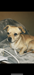 Lost Male Dog last seen Near codorniz dr , Brownsville, TX 78526