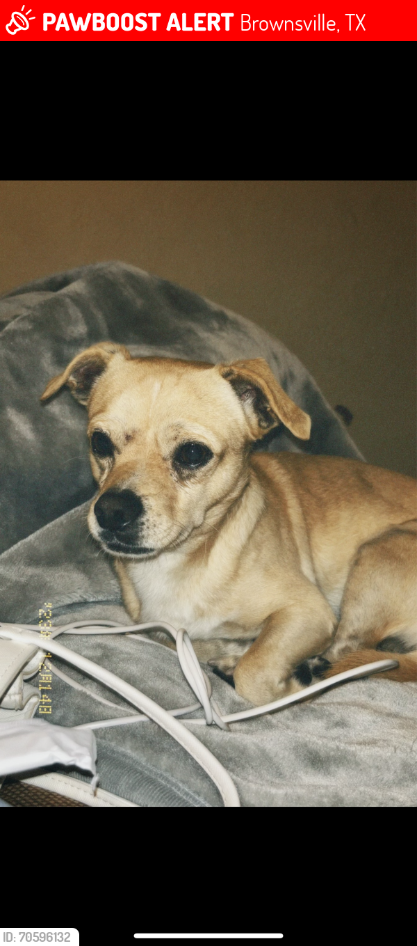 Lost Male Dog last seen Near codorniz dr , Brownsville, TX 78526