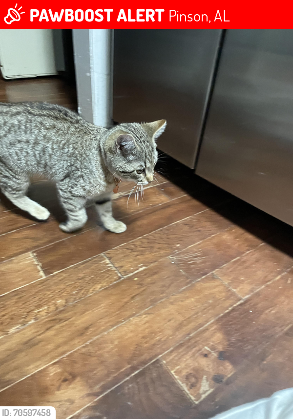 Lost Female Cat last seen Pinson , Pinson, AL 35126