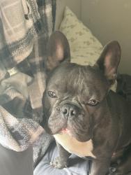Lost Male Dog last seen E 25th St. , Des Moines, IA 50317