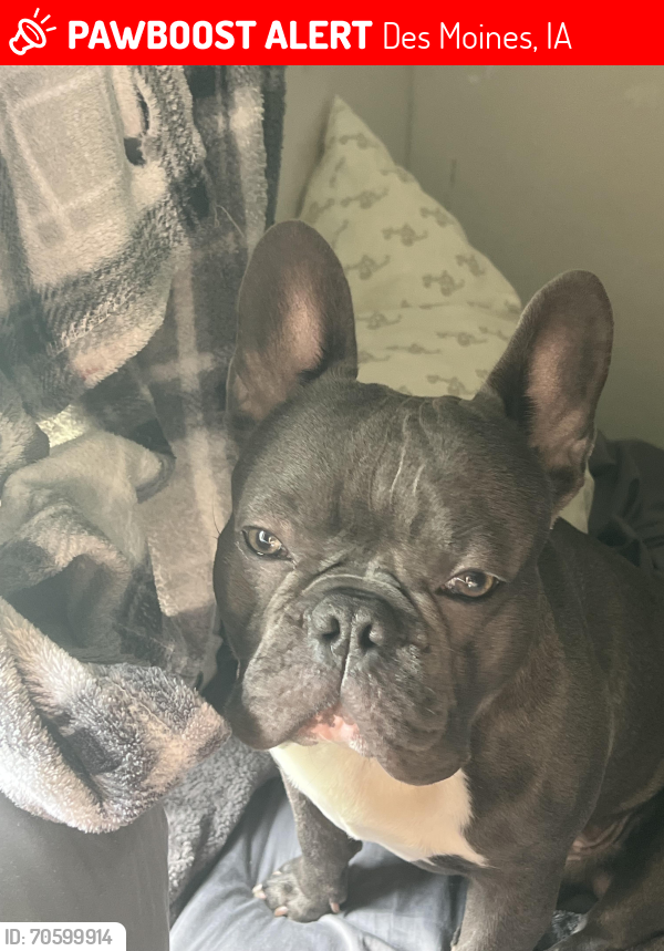 Lost Male Dog last seen E 25th St. , Des Moines, IA 50317
