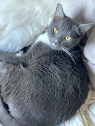 Lost Male Cat last seen Hidden mesa , El Cajon, CA 92019