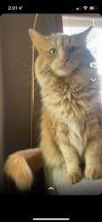 Lost Male Cat last seen Poplar Grove Rd and Grange Hall., Belvidere, IL 61008
