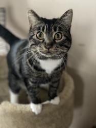 Lost Female Cat last seen Poplar Grove Rd and Grange Hall, Belvidere, IL 61008