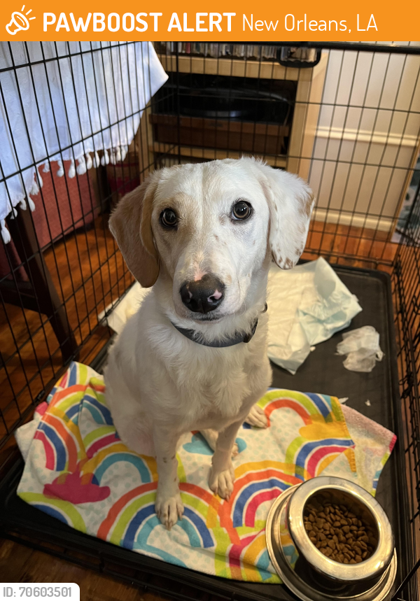 Found/Stray Female Dog last seen 7th and Chestnut, New Orleans, LA 70115