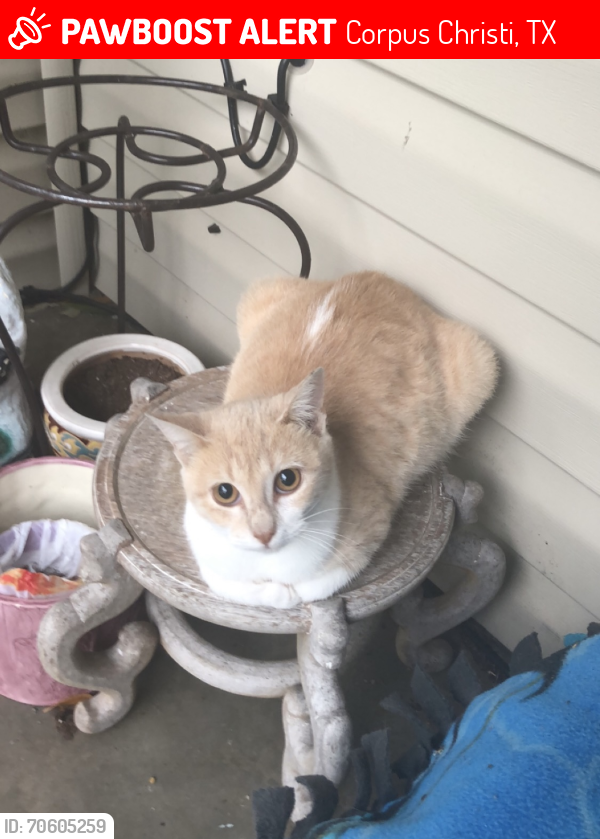 Lost Female Cat last seen behind Driscoll Children’s hosp Fort Worth area, Corpus Christi, TX 78401