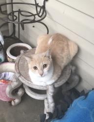 Lost Female Cat last seen behind Driscoll Children’s hosp Fort Worth area, Corpus Christi, TX 78401