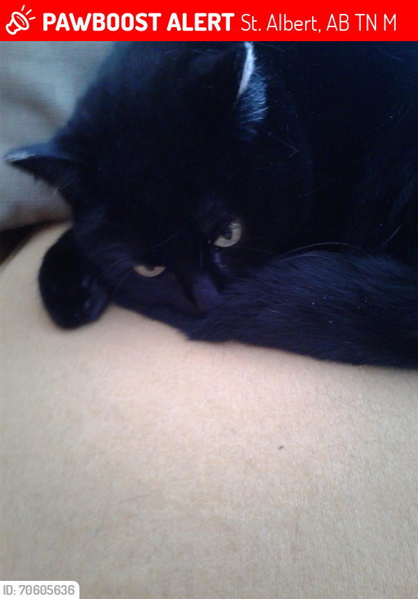 Lost Female Cat last seen Lacombe Park, Ronald Harvey school, St. Albert, AB T8N 1M6