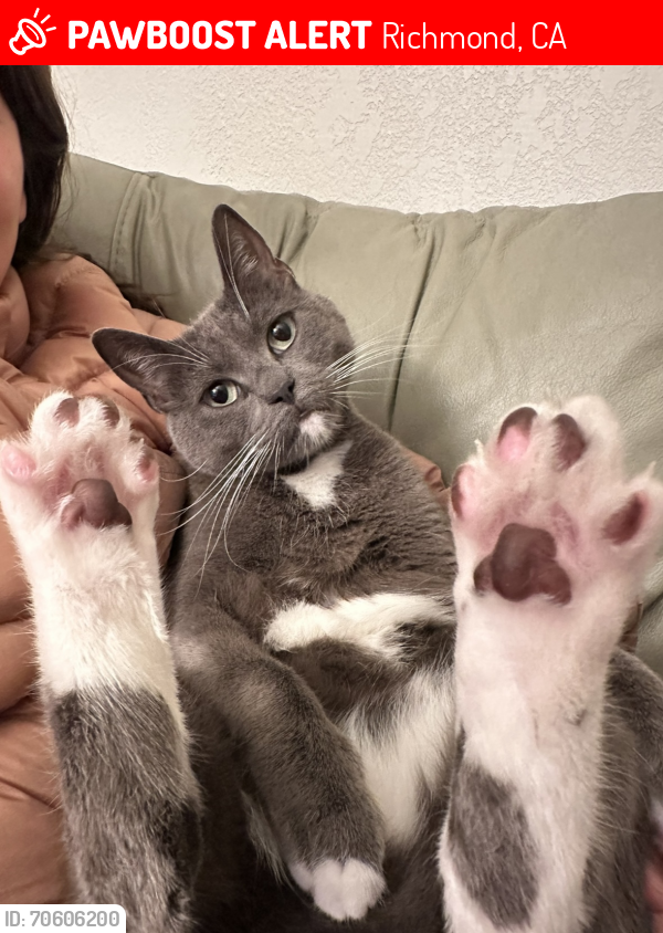 Lost Male Cat last seen 35th, Richmond, CA 94805