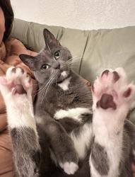 Lost Male Cat last seen 35th, Richmond, CA 94805
