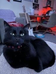 Lost Male Cat last seen Garden Street, Freeport, IL 61032