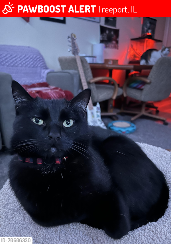 Lost Male Cat last seen Garden Street, Freeport, IL 61032