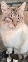 Lost Female Cat last seen Wilmington Ohio - Blanchester Ohio, Wilmington, OH 45177