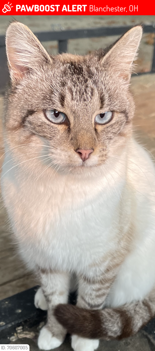 Lost Female Cat last seen Wilmington Ohio - Blanchester Ohio, Wilmington, OH 45177