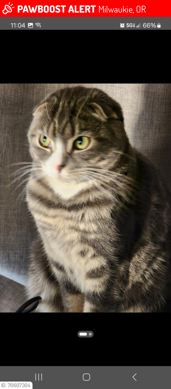 Lost Male Cat last seen King rd and 74th ave, Milwaukie, OR 97222
