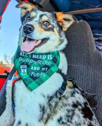 Lost Male Dog last seen Near the Reese farm in Watertown,Ohio, Waterford, OH 45786