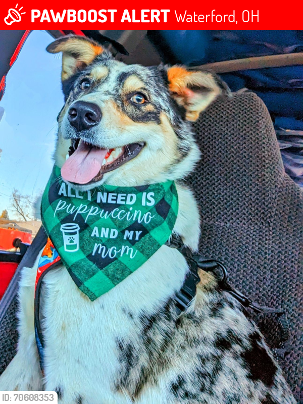 Lost Male Dog last seen Near the Reese farm in Watertown,Ohio, Waterford, OH 45786