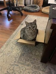 Lost Male Cat last seen 14th ave and Cedar, Mission, BC V2V 3M9