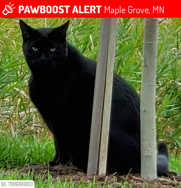 Lost Male Cat last seen Near Larkspur Glade N, Maple Grove, MN 55311