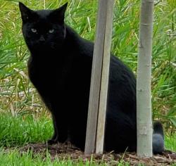 Lost Male Cat last seen Near Larkspur Glade N, Maple Grove, MN 55311