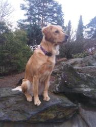 Lost Female Dog last seen  261st Ave E Buckley Wa, Pierce County, WA 98323