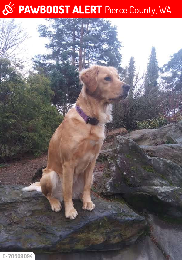 Lost Female Dog last seen  261st Ave E Buckley Wa, Pierce County, WA 98323