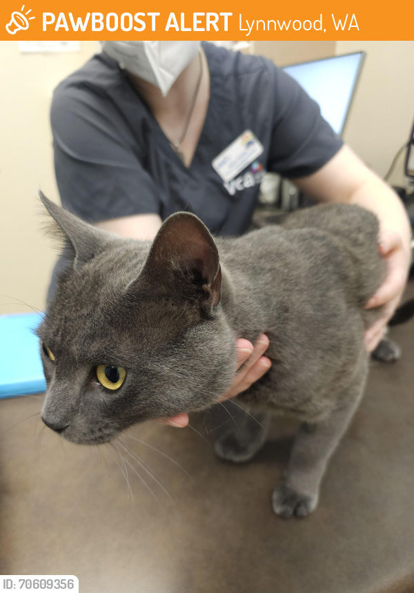 Wa Rav Cat Lynnwood, WA Stray Male Cat Found Near 24th Ave and Larch Way Alderwood ...