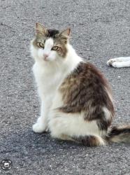 Lost Male Cat last seen N Kingsway Rd, Thonotosassa, FL 33592