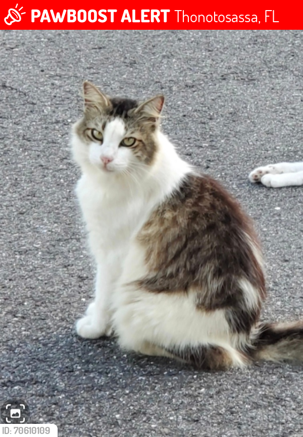Lost Male Cat last seen N Kingsway Rd, Thonotosassa, FL 33592