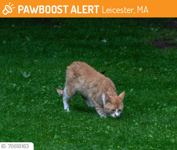 Leicester, MA Stray Cat Found Near Burncoat street | PawBoost