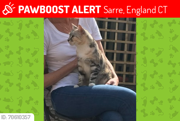 Lost Female Cat last seen Sarre village, Sarre, England CT7