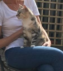Lost Female Cat last seen Sarre village, Sarre, England CT7
