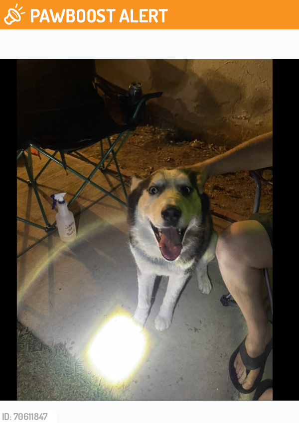 Found/Stray Unknown Dog last seen Archibald and Foothill Blvd., Rancho Cucamonga, CA 91730