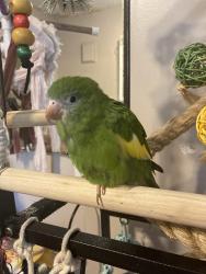 Lost Female Bird last seen Walnut Lane, Speney Chevrolet, West Newton, PA 15089