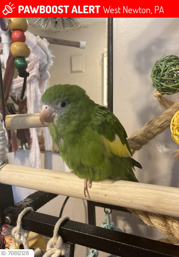 Lost Female Bird last seen Walnut Lane, Speney Chevrolet, West Newton, PA 15089