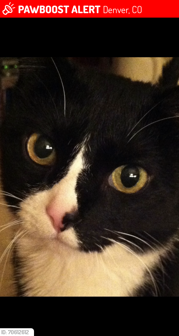 Lost Male Cat last seen Near Perry St Denver, CO, Denver, CO 80212