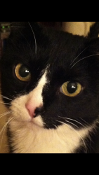Lost Male Cat last seen Near Perry St Denver, CO, Denver, CO 80212