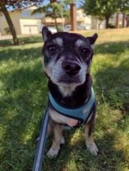 Lost Male Dog last seen NE Kane Dr/257th Dr between Stark and Division near Mt. Hood Community College , Gresham, OR 97030