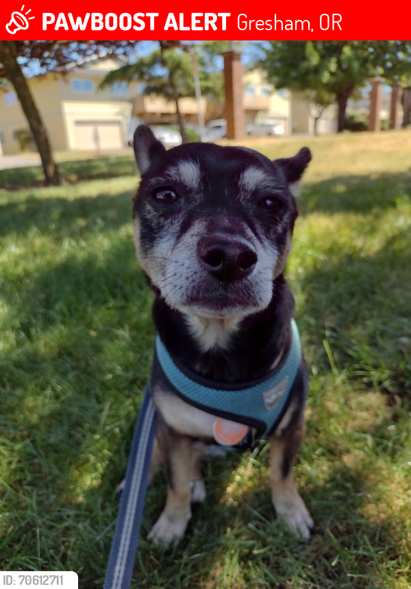 Lost Male Dog last seen NE Kane Dr/257th Dr between Stark and Division near Mt. Hood Community College , Gresham, OR 97030