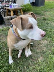 Lost Male Dog last seen Fox Hollow/Adams Farm, Greensboro, NC 27407