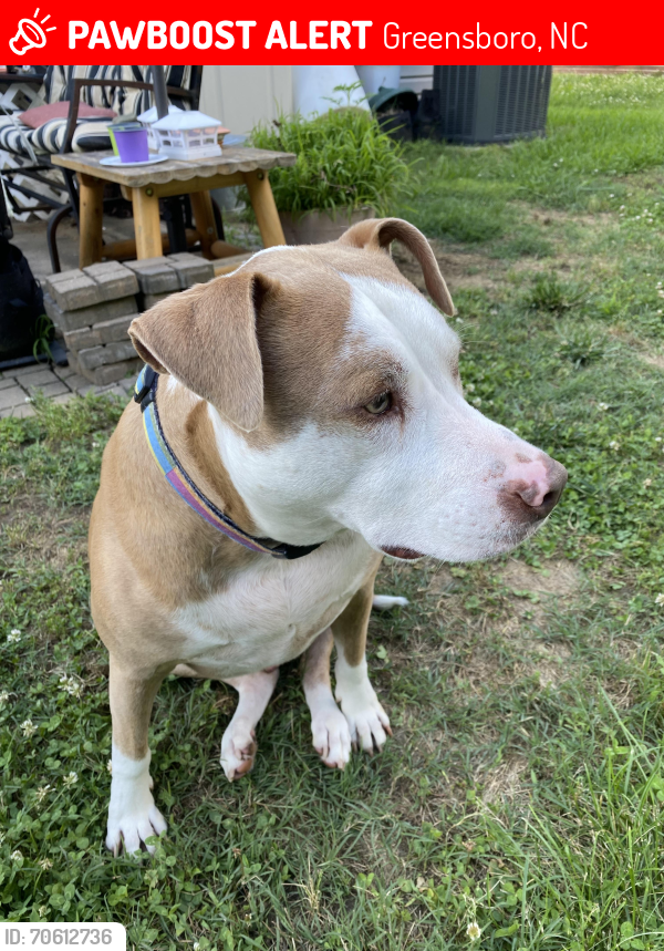 Lost Male Dog last seen Fox Hollow/Adams Farm, Greensboro, NC 27407