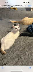 Lost Male Cat last seen Millers plantation neighborhood off of Ball road , Knoxville, TN 37931