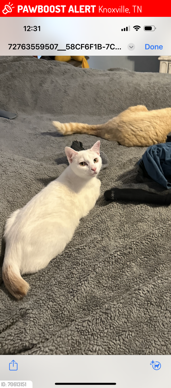 Lost Male Cat last seen Millers plantation neighborhood off of Ball road , Knoxville, TN 37931