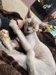 Lost Female Cat last seen Kimble and Oak, Caldwell, ID 83605