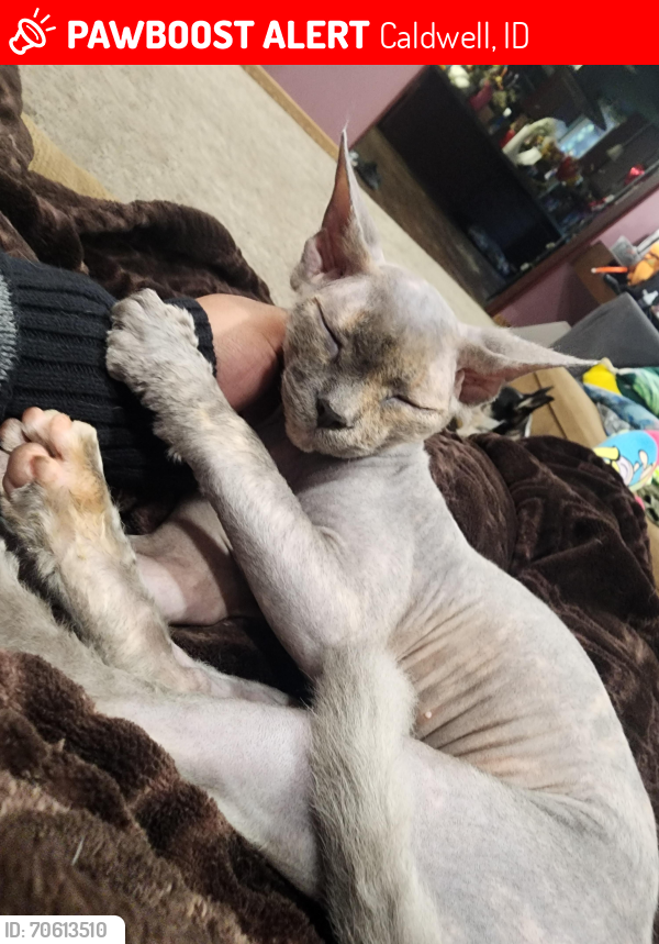 Lost Female Cat last seen Kimble and Oak, Caldwell, ID 83605
