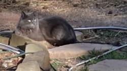Lost Female Cat last seen Cooper Sage Park. The Woodlands Texas, The Woodlands, TX 77381