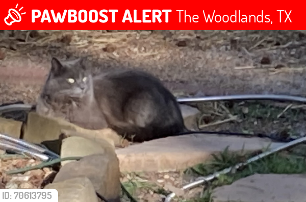 Lost Female Cat last seen Cooper Sage Park. The Woodlands Texas, The Woodlands, TX 77381